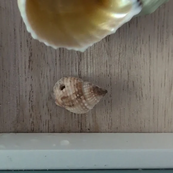 Sea Snail Mounted Turbo Imperialis Home Decor Coastal Beach Ocean Seashell - Picture 6 of 10